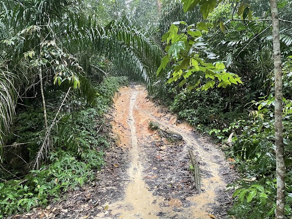 Bukit Timah Mountain Bike Trail 5