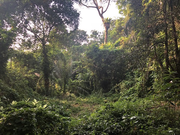 Bukit Timah Mountain Bike Trail 2
