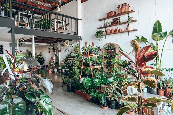 epilo - Coffee & Plants 1