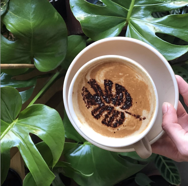 epilo - Coffee & Plants 5