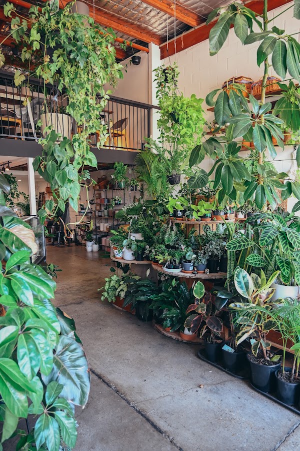 epilo - Coffee & Plants 4