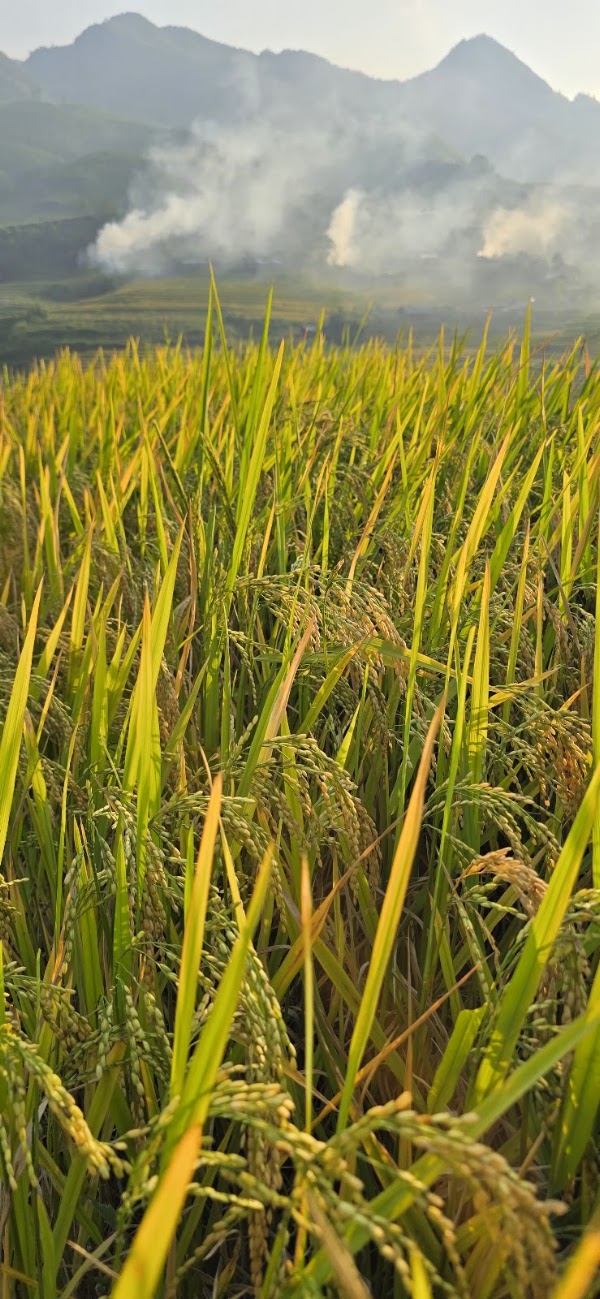 Mường Hoa Valley 3