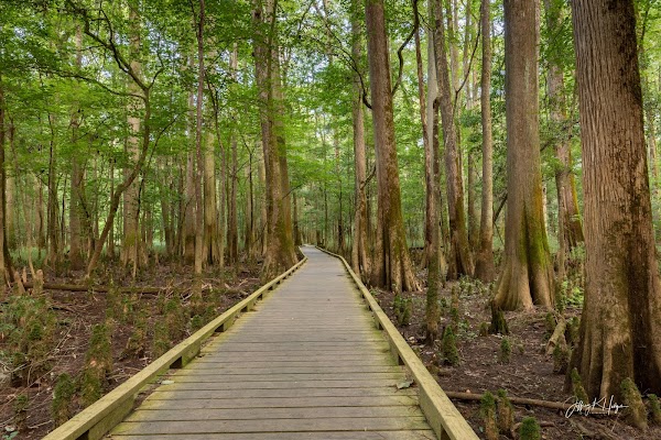 Congaree National Park 1