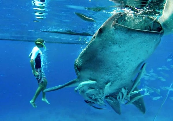 Oslob Whale Shark Watching