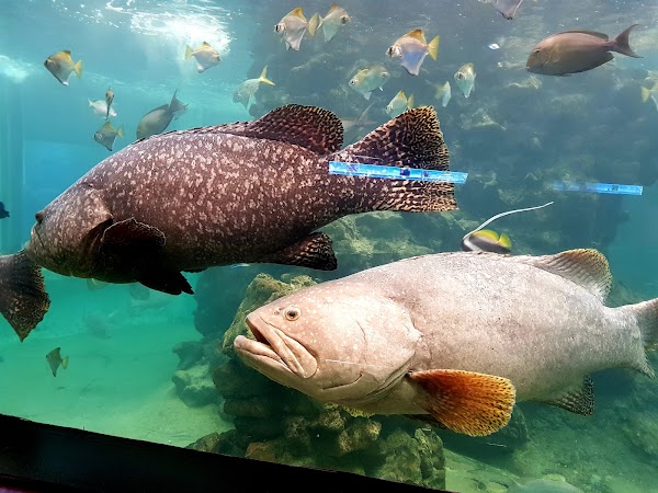 Phuket Aquarium 3
