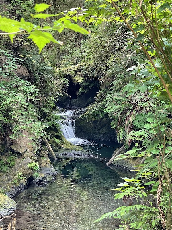 Quinault Loop Trailhead 4
