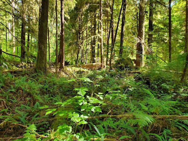 Quinault Loop Trailhead 3