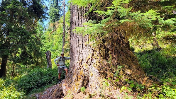 Quinault Loop Trailhead 2