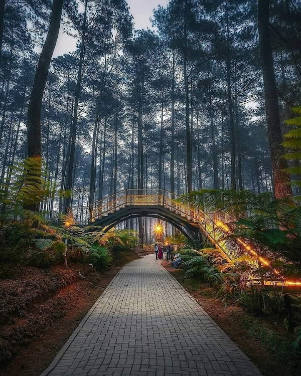Orchid Forest Cikole 3