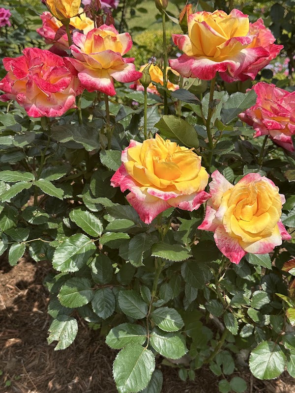 Kyu-Furukawa Gardens 2