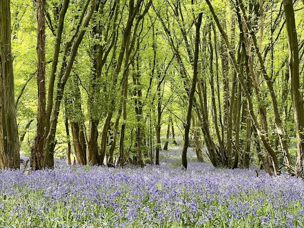 Heartwood Forest