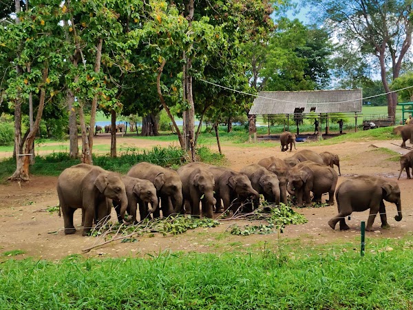 Elephant Transit Home