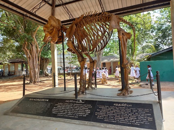 Elephant Transit Home 5