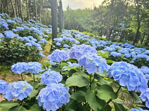 장생포 고래문화마을 수국정원