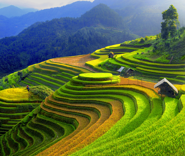 Mù Cang Chải Rice Terrace View Point 1