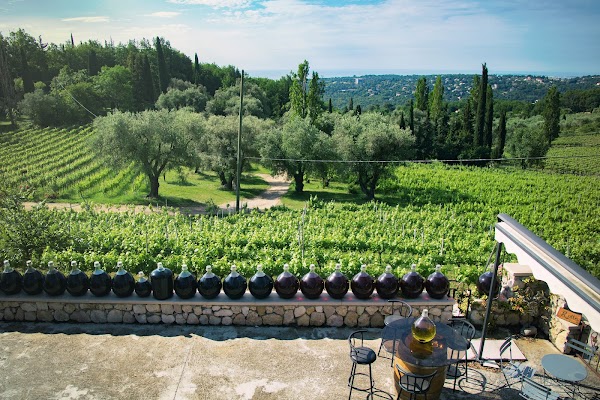 Vineyard Saint Jeannet - Domaine des Hautes Hills 5