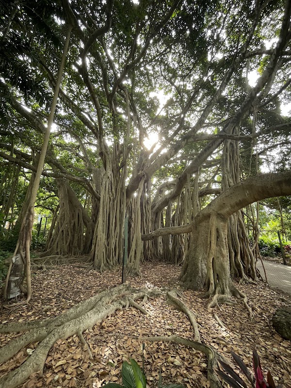 Brisbane City Botanic Gardens 2