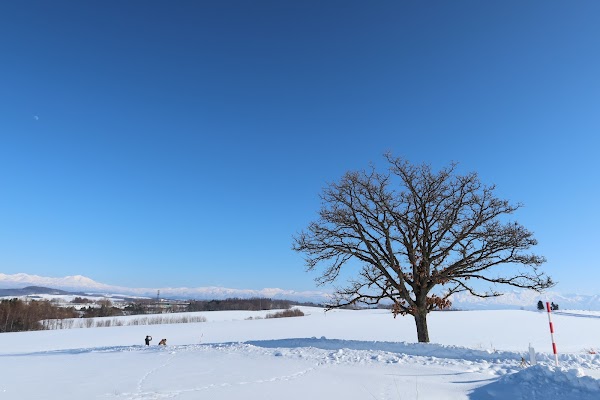 Seven Stars Tree 1