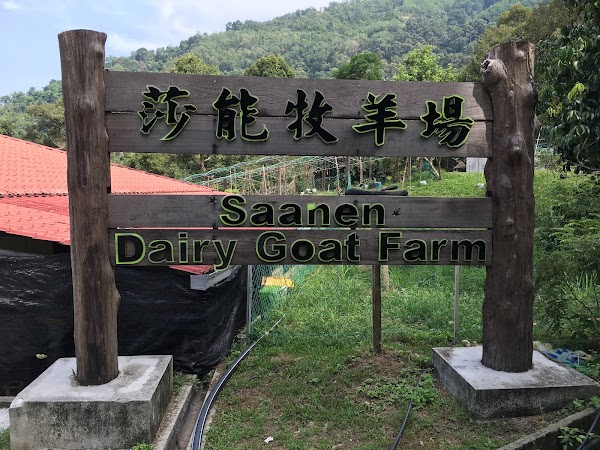 Saanen Dairy Goat Farm