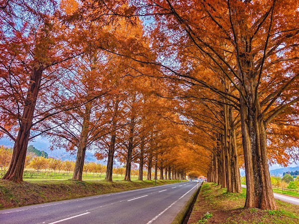 Avenue of Metasequoias
