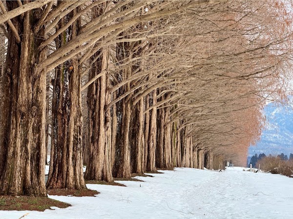 Avenue of Metasequoias 5