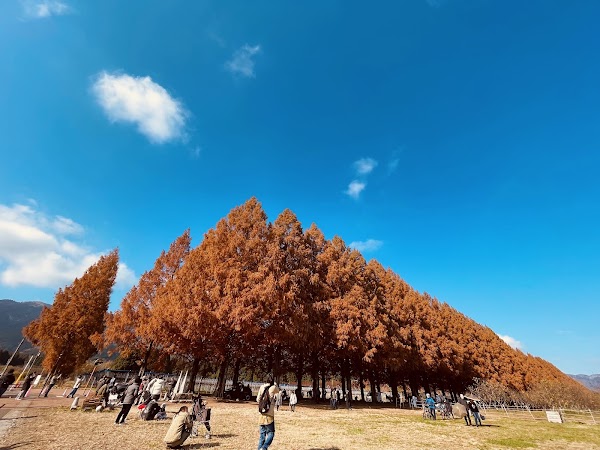 Avenue of Metasequoias 4