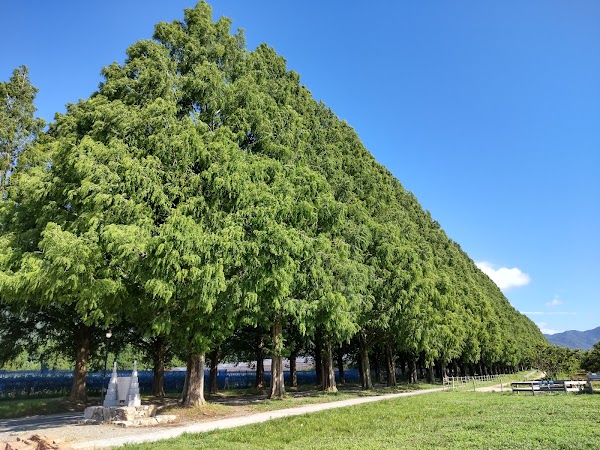 Avenue of Metasequoias 2
