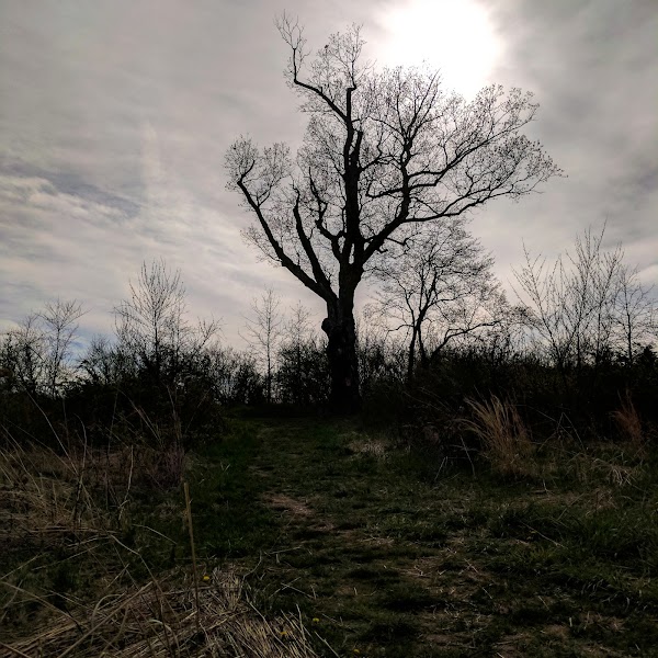 Devil's Tree 1