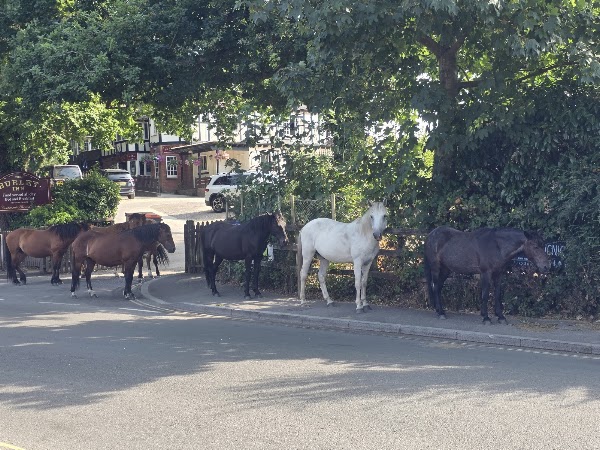 Burley Village 3