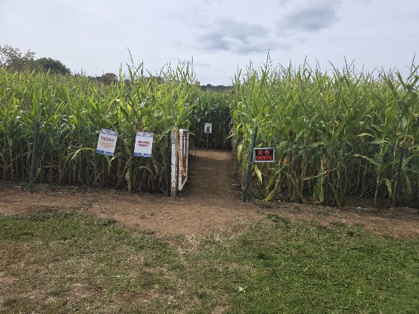 Lyman Orchards Corn Maze 1