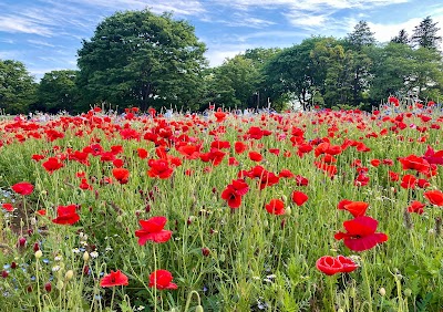 Tokyo Spring: Festival guide🌸🌷 32