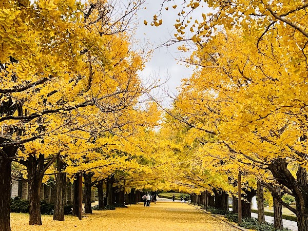 Showa Kinen Park 5