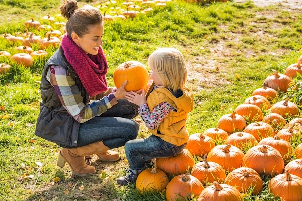 Amazing Grace Farms | Jacksonville Sunflower & Pumpkin Farm