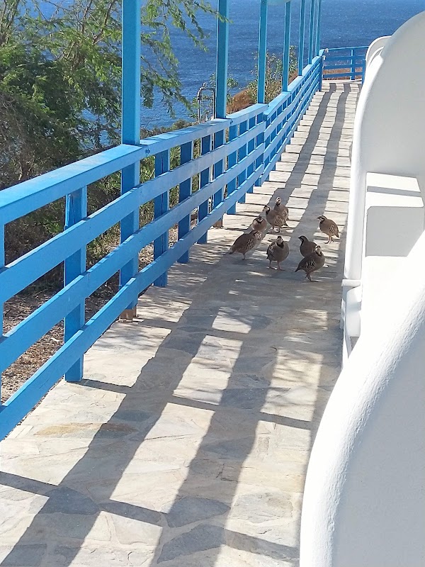 Thalassopetra