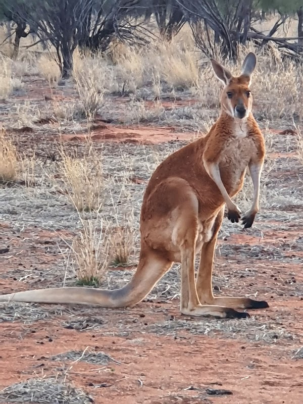 The Kangaroo Sanctuary