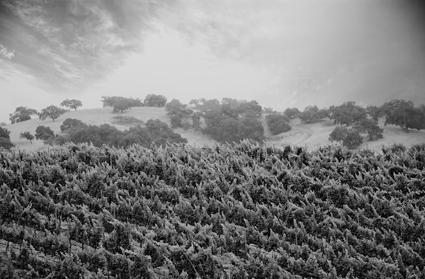Stolpman Vineyards - Tasting Room 1