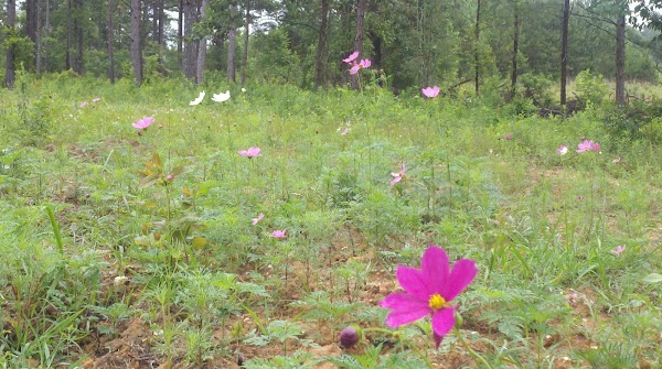 Della's Wildflower Meadow 2