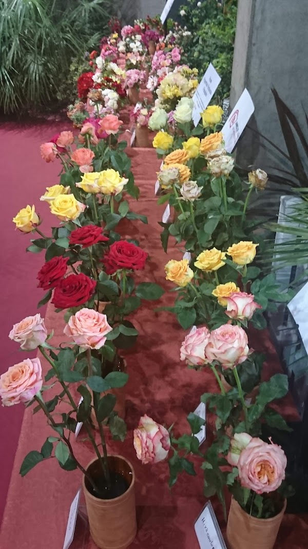 Roses