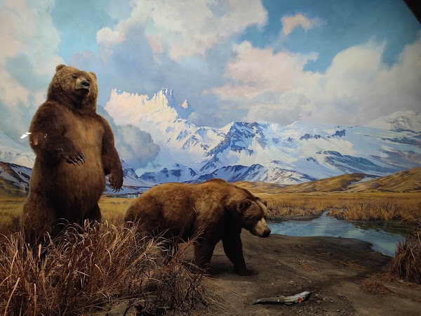 American Museum of Natural History 2