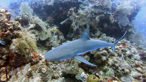 Lighthouse Reef 1