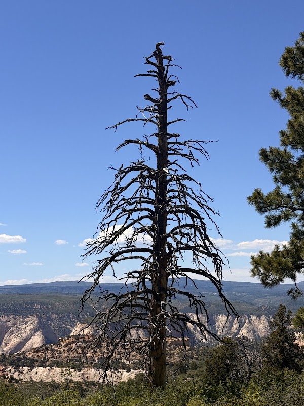 East Mesa Trailhead to Observation Point 2