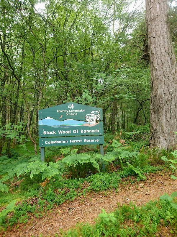 Black Wood of Rannoch 1