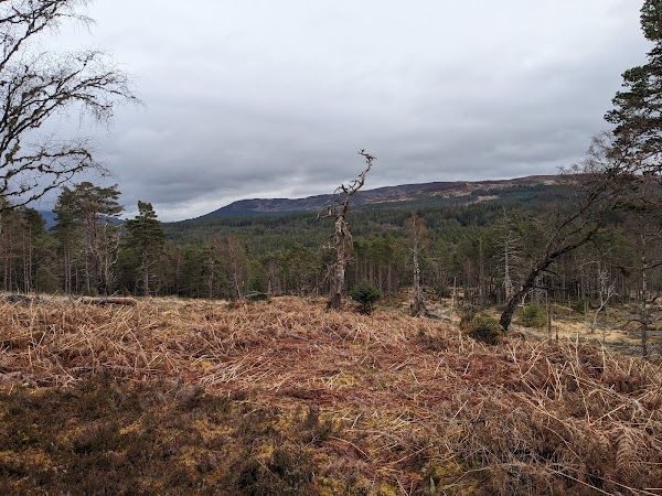 Black Wood of Rannoch 5