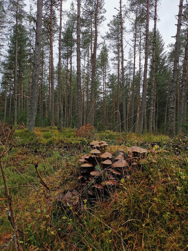 Black Wood of Rannoch 4