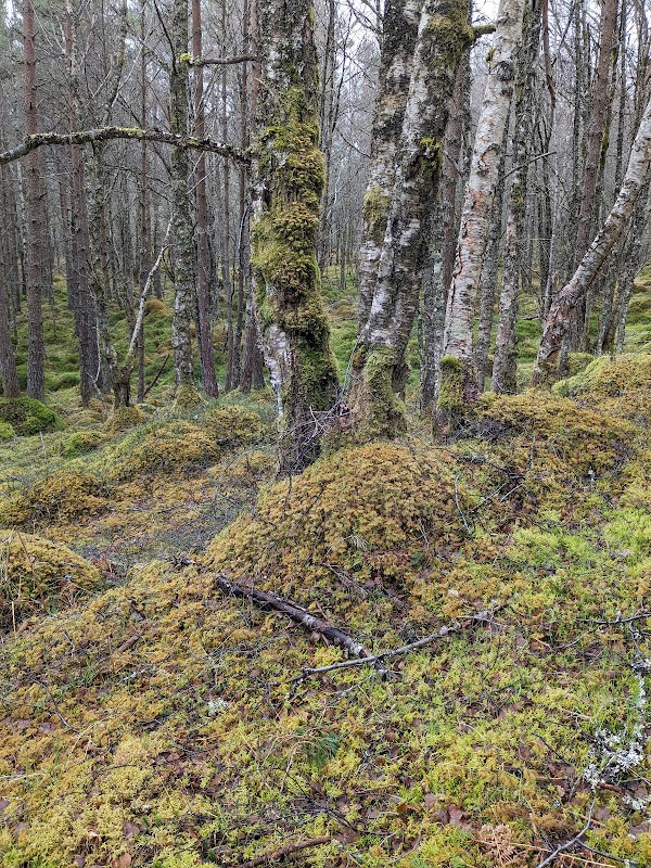 Black Wood of Rannoch 2