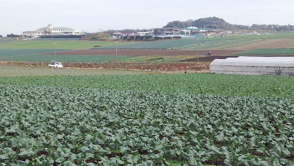 Mihama 5