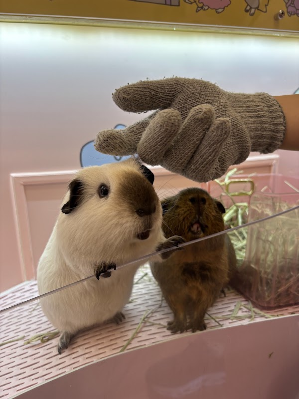Harajuku Kawaii Land Kyun Kyun Animal Petting 5