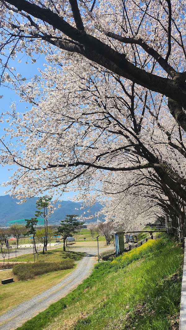 Cherry Blossom 🌸 66