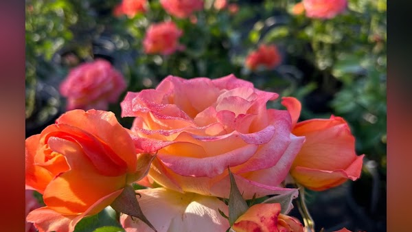 Les Rosiers de Mougins