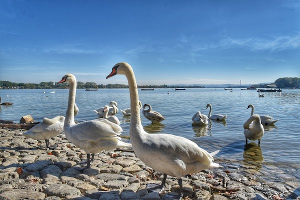 Zemunski Kej na Dunavu 5
